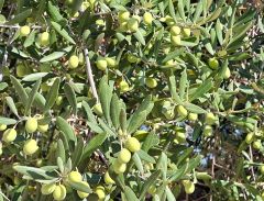 Olivenöl aus Cellino